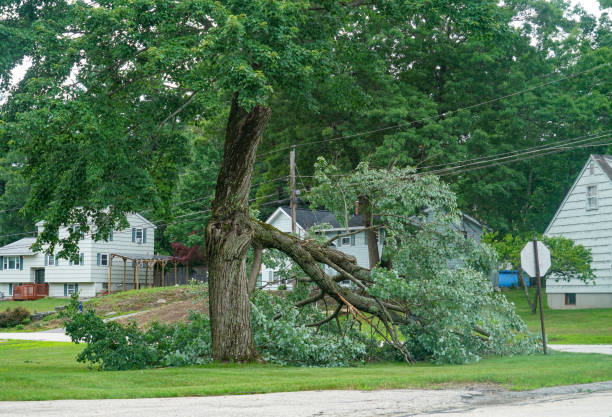 Trusted Fort Pierce South, FL Tree Removal Experts