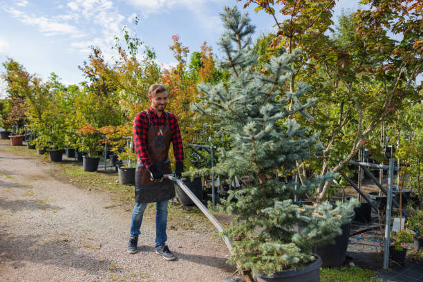 Best Emergency Tree Removal  in Fort Pierce South, FL